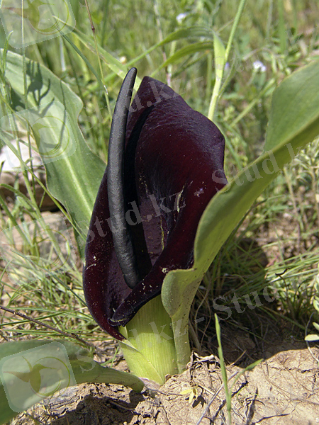 &Icy;&zcy;&ocy;&bcy;&rcy;&acy;&zhcy;&iecy;&ncy;&icy;&iecy; &rcy;&acy;&scy;&tcy;&iecy;&ncy;&icy;&yacy; Eminium lehmannii.