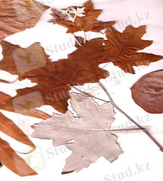 тополь белый