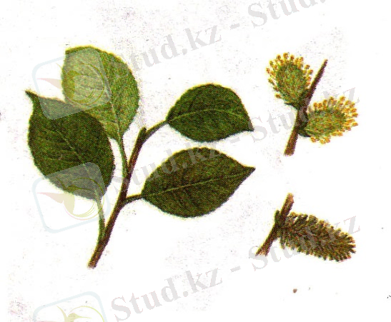 Ива козья бредина