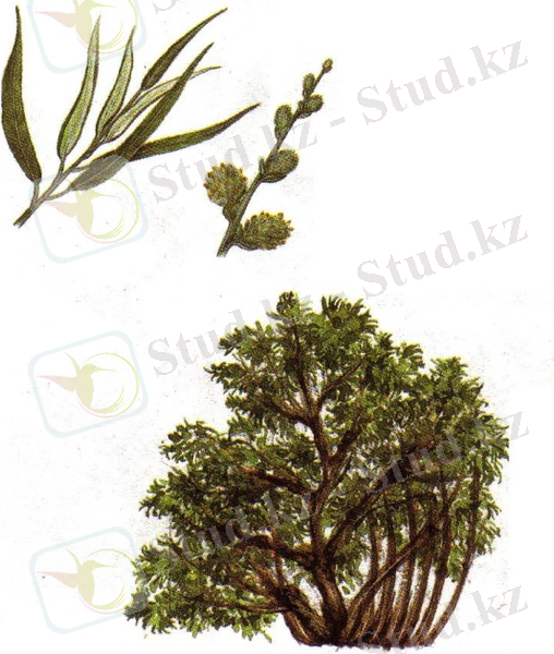 Ива прутовидная