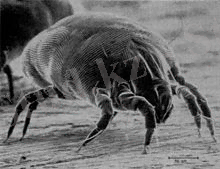 http://upload.wikimedia.org/wikipedia/commons/thumb/e/eb/House_Dust_Mite.jpg/220px-House_Dust_Mite.jpg