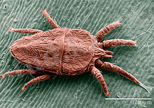 http://upload.wikimedia.org/wikipedia/commons/thumb/6/67/Flat_mite%2C_Brevipalpus_phoenicis.jpg/220px-Flat_mite%2C_Brevipalpus_phoenicis.jpg