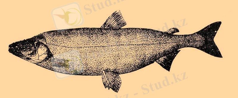 Stenodus leucichthys.jpg