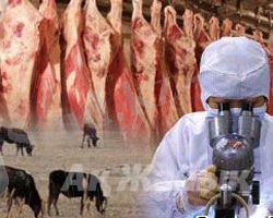 Егілген малды бірден союға болмайды — новости на сайте Ак Жайык