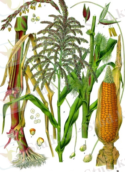 Zea mays - Köhler–s Medizinal-Pflanzen-283.jpg