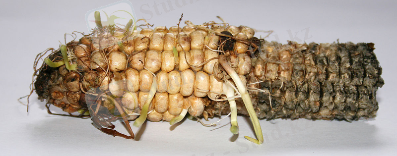 https://upload.wikimedia.org/wikipedia/commons/thumb/a/a1/Maize_white_background2.jpg/1200px-Maize_white_background2.jpg