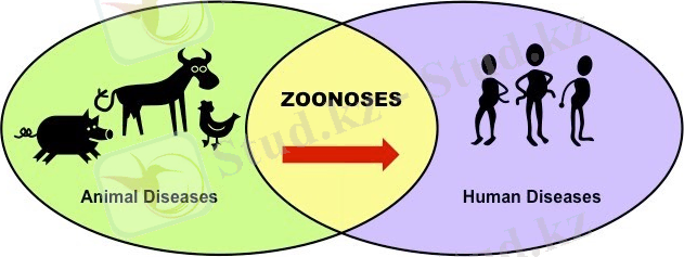 zoonoses_med.jpeg