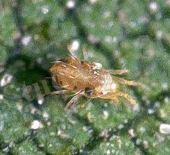 Опубликованные статьи - Петр Лапшин