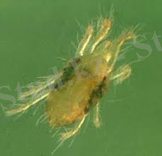 Опубликованные статьи - Петр Лапшин