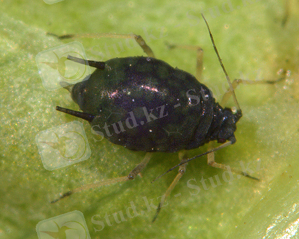 Aphis gossypii: identification, images, ecology, control