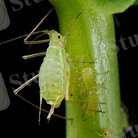 Acyrthosiphon — Википедия