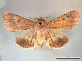 upload.wikimedia.org/wikipedia/commons/thumb/0/ ... 