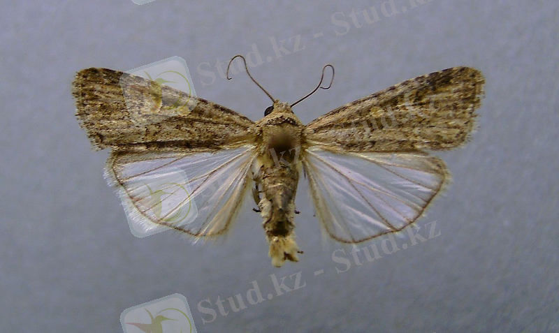 Beet armyworm - Wikipedia