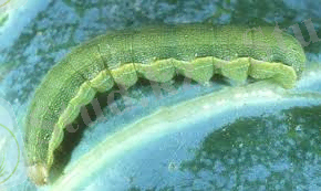 beet armyworm, Spodoptera exigua (Hübner)
