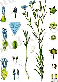 Картинки по запросу "зығыр"