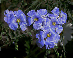 Картинки по запросу "зығыр"