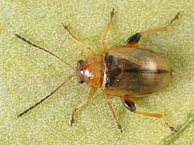 Картинки по запросу "Aphthona"