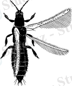 Картинки по запросу "Thrips linarius Uz"