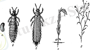 Картинки по запросу "Thrips linarius Uz"