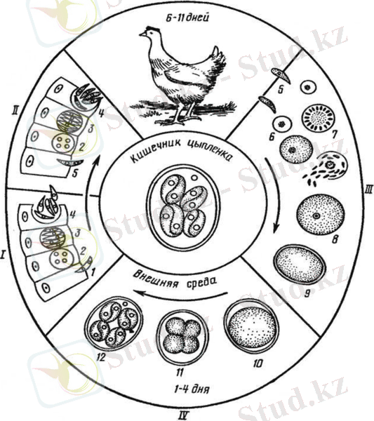 Жизненный цикл Eimeria tenella [13]