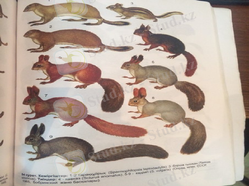 C:\Users\User\Downloads\Дильнара Турсынова - Казахстан, 15 лет на Мой Мир@Mail.ru_files\img59.jpg