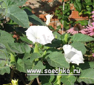 http://ladybee.ru/upload/iblock/b72/datura.jpg