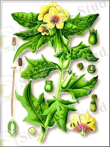 белена черная