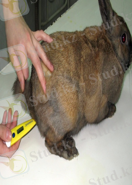 Картинки по запросу термометр у животных