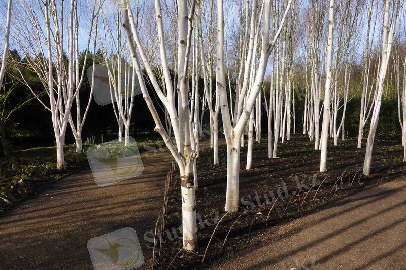 Гималай құсы