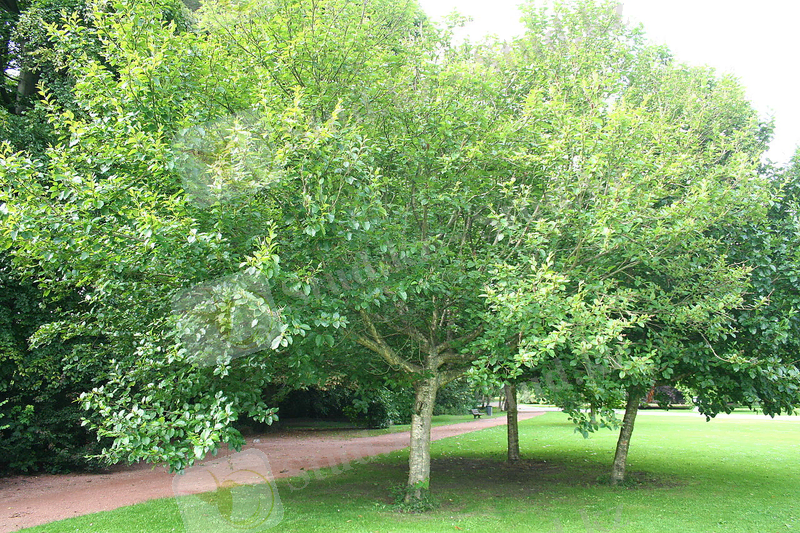 Берёза Медведева - Wikiwand