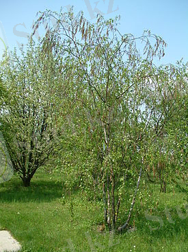 Берёза Радде — Википедия