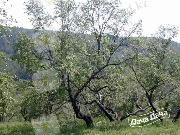 Береза Даурская - описание сорта, фото, саженцы, посадка, особенности ухода. Дачная энциклопедия.