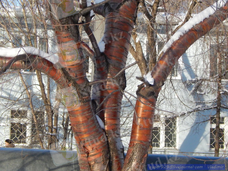 Береза аллеганская Betula alleghaniensis: tihiomyt — LiveJournal