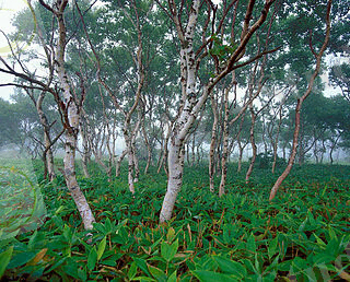 Берёза Эрмана — Википедия