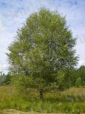 Общий вид взрослого растения