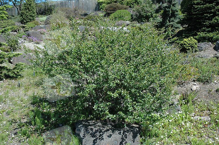 Betula nana - Alchetron, The Free Social Encyclopedia