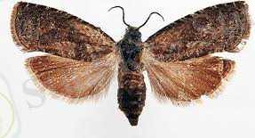 Без названия.jpg