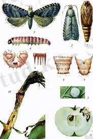 Без названия (1).jpg