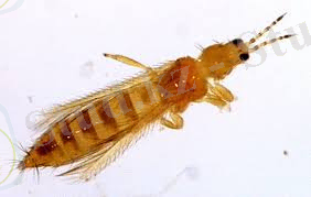 Без названия (2).jpg