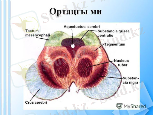 Презентация на тему: "Дәріс Тақырыбы «Бас ми бағанының құрылымының физиологиясы» 2019 ж ҚАРАҒАНДЫ МЕМЛЕКЕТТІК МЕДИЦИНА УНИВЕРСИТЕТІ МОРФОЛОГИЯ ЖӘНЕ ФИЗИОЛОГИЯ КАФЕДРАСЫ «ЖАЛПЫ.". Скачать бесплатно и без регистрации.