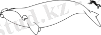 C:\Users\User\Desktop\Киттер\220px-Right_whale_size.svg.png