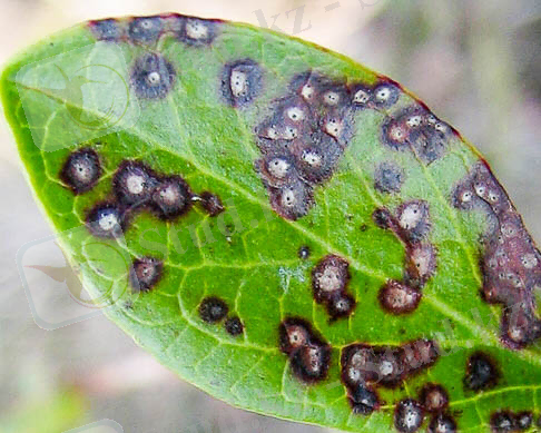 Картинки по запросу "Септориоз (белая пятнистость) листьев груши."