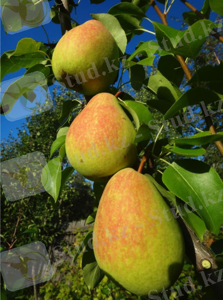 Картинки по запросу "Система защитных мероприятий от вредителей и болезней груши"