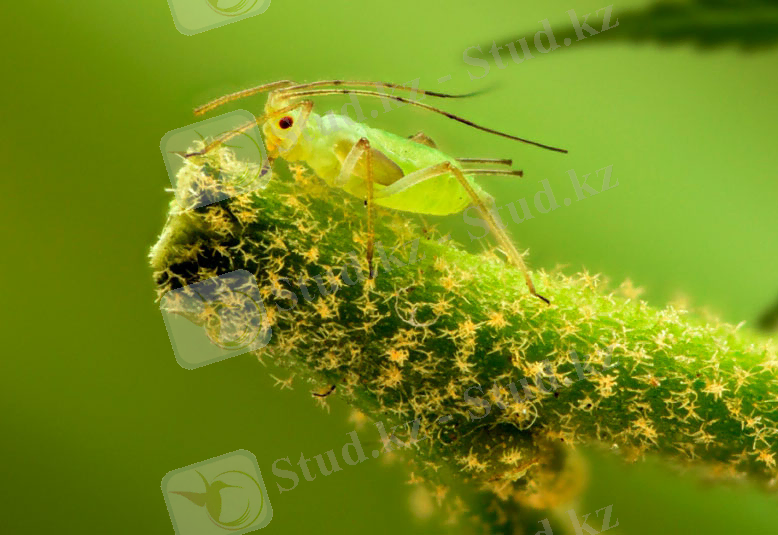 Картинки по запросу "Тли"