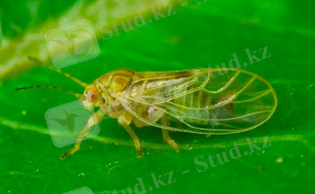 Картинки по запросу "Обыкновенная грушевая листоблошка (медяница)."