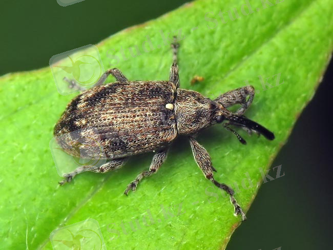 Картинки по запросу "Яблонный цветоед"