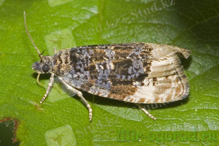 Картинки по запросу "Листовертка груши"