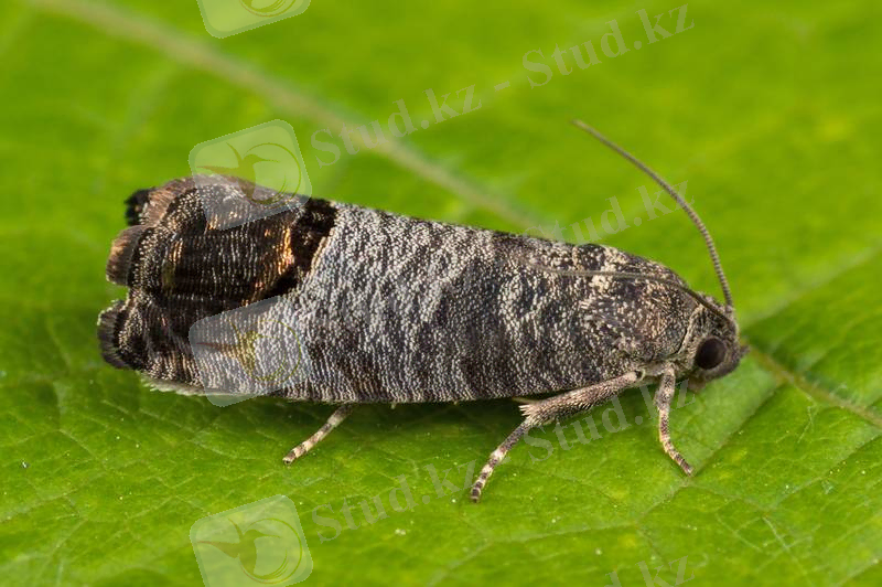 Картинки по запросу "Яблонная плодожорка"