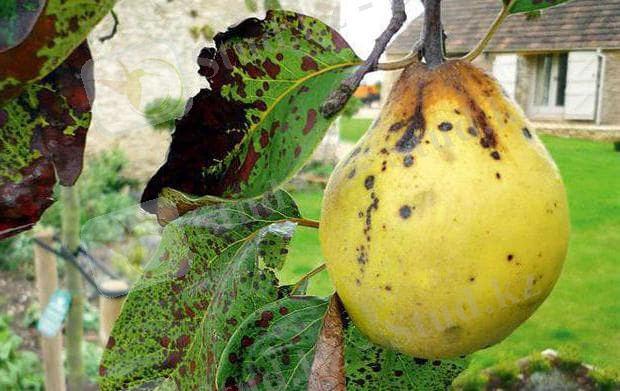 Картинки по запросу "Парша груши."
