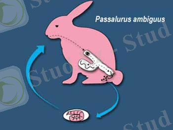 Картинки по запросу "пассалуроз кроликов"
